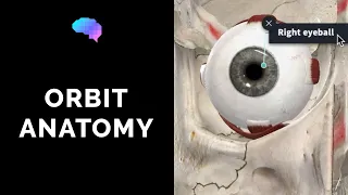 Anatomy of the Orbit and Extraocular Muscles (including movement of the eyes) | Eye Anatomy