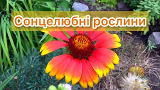 Сонцелюбні рослини мого саду. 🔆🌿 Багаторічники. Гарні мікс клумби. Garden tour.