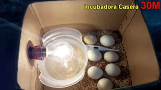 Incubadora Casera para huevos de gallina || Nacimiento de los pollos en la Incubadora casera