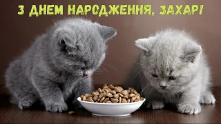 З Днем народження, Захар! (Котики)