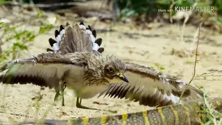 Amazing Birds Protect Crocodile Eggs From Monitor Lizard Hunting | Animals Save Other Animals
