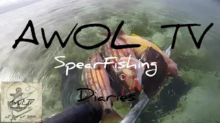 Morning  Dive Hanap lang pang Ulam|Spearfishing|Moalboal Cebu|Philippines