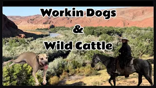 Back To The Desert?/ Working Dogs / Bring Bulls Back To Utah