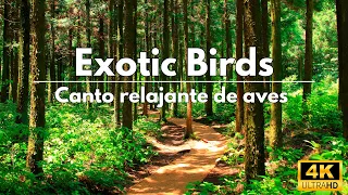 💤+1 HORA de SONIDOS Relajantes de AVES CANTANDO en 4K 🕊️