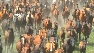 Aerial video: An amazing view of hundreds of galloping horses in Xinjiang