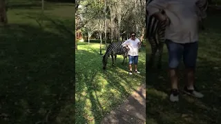 Zebra kicks tourist