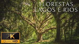 Florestas, Lagos E Rios - 60FPS (Paisagens Pelo Mundo)