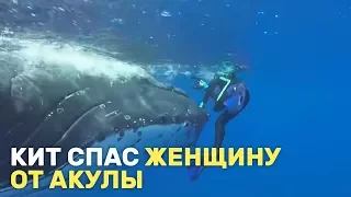 Кит спас женщину от акулы