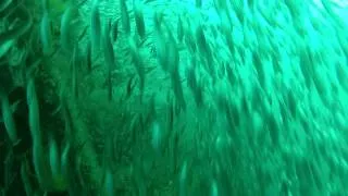 Wreck dive on Caribsea, Morehead City, NC, sand tiger sharks - 8/13/12