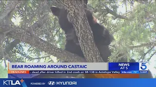 Bear roaming the streets of Castaic