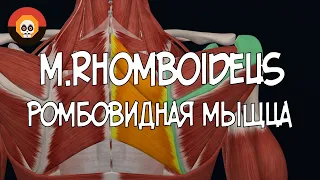 Ромбовидная мышца (mm. rhomboideus major et minor) 3D Анатомия