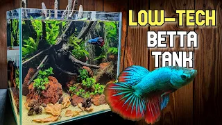 Easy Low Tech Betta Nano Aquarium