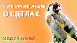 Самое интересное про щеглов