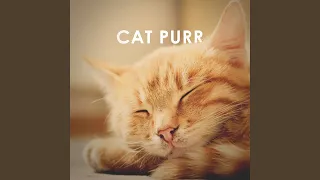 Cat Purr: 1 Hour ASMR Sound for Sleep, Study and Concentration