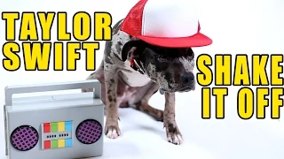 Taylor Swift - Shake It Off (Cute Dog Version)