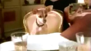 Taco Bell Dog Romantic Dinner TV Commercial HD