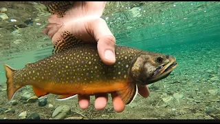 Brook Trout catch and release in the Alpine Lakes Wilderness of Washington State. Amazing color!