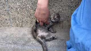 The friendly kitten is waiting for its mom to come back to it at the sidewalk.