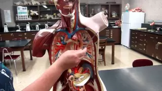 A&P1 Lab#1 Anatomical Directional Terms, Planes, and Body Cavities