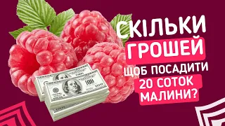 Бізнес план посадки малини. Скільки треба грошей, щоб посадити 20 соток малини. Заробіток на малині