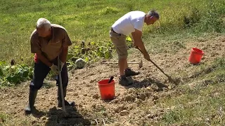 SUHA ZEMLJA A KROMPIRI SITNI KOLIKO SAM ZASADIO TOLIKO I NAŠAO