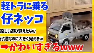 【2ch動物スレ】軽トラの荷台に乗ってドライブする仔猫がかわいすぎるwwwwww