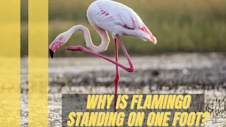 Why flamingo stands on one foot #shorts