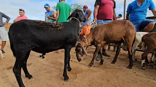 FEIRA DE CAPRINOS E OVINOS DE St.C.C-PE 22/04/2024