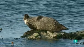 Grandes Documentales-El salvaje Mar del Norte