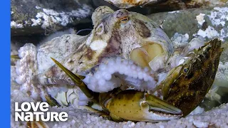 Giant Octopus Hunts and Crushes Crab Alive | Close Up