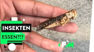 Food Challenge: Insekten – Superfood oder super eklig?