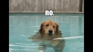 Dog says NO