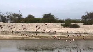 MVI 8708   Flamingos