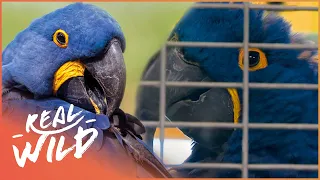 Hyacinth Macaw Parrot Gets Smuggled Into Britain | Wildlife Patrol | Real Wild