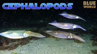 Super Suckers:  Cephalopods! | JONATHAN BIRD'S BLUE WORLD