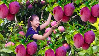 Harvest Red Plums goes to the market sell - Bamboo Gardening - Lý Thị Cam