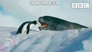 Can this daring penguin outrun a leopard seal TWICE? 😰 | Seven Worlds, One Planet - BBC Earth