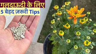 गुलदाऊदी पर फ़ूल आने से पहले ये 5 ज़रूरी बातें जान ले || Chrysanthemum Full Care/Fertiliser/Cuttings