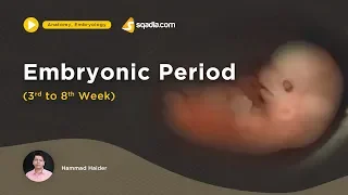 Embryonic Period | 3rd to 8th week | Medical Embryology Lecture | Fetus Development