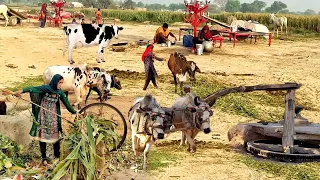 Aisa Darbaar Jahan Har Manat Pori Hoti Hai | Khushab Village Beauty | Pak Village