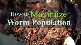 How to Maximize Worm Population Growth