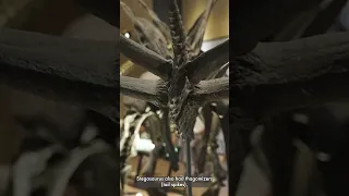 Stegosaurus: the "roof lizard"