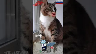 СМЕШНЫЕ КОШКИ, ПРИКОЛЫ С КОШКАМИ