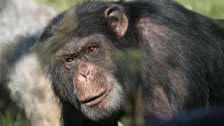 Animal Spotlight: Scooter, Chimpanzee