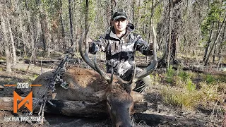 Colorado Elk Archery Hunt 2020 - chasing a bugle to 20 yard