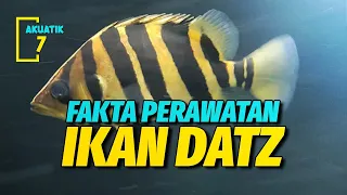 JENIS IKAN DATZ BESERTA MAKANAN FAVORITNYA | AKUATIK7