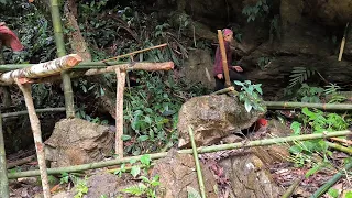 The girl lives in the forest and makes a living from cassava roots