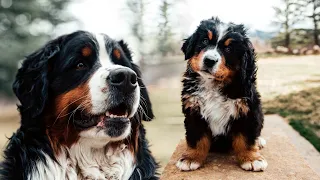WEEK 7 PUPDATE! Life with 14 Bernese Mountain dogs! Ep. 8