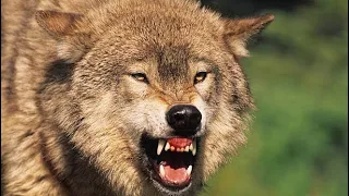 Wolves~ Всегда первый