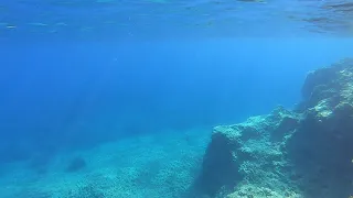 Sbarcatore dei Turchi, Medusa Rhizostoma Pulmo, "Polmone di mare"